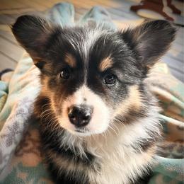 Eloise - White and black female Pembroke Welsh Corgi puppy in Vonore, Tennessee from Corntassle Corgis