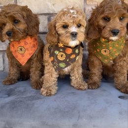 Cavapoo puppies from Desert Valley Doodles