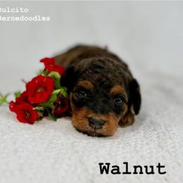 Bernedoodle and Cavapoo Puppies from Dulcito Doodles
