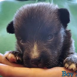 Boy 2 - male Nenets Herding Laika puppy in Rockville, Maryland from Skais the Limit Cavaliers
