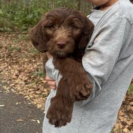 Nestle - Chocolate female Goldendoodle puppy in Tybee Island, Georgia from Castaway Doodles