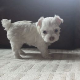 Girl 2 - Parti female Yorkshire Terrier puppy in Colton, Oregon from Yorkies & More R US