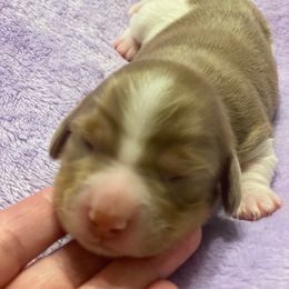 Pepper - Piebald female Dachshund puppy in Great Bend, Pennsylvania from Dashing Doxies
