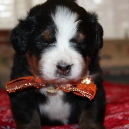 Bernese Mountain Dog Puppies from Baby Bear Bernese Kennel