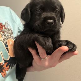 Blue - Black male Labrador Retriever puppy in Ruth, Mississippi from Red White & True Labradors