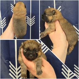 Orange sable girl - Orange sable female Pomeranian puppy in Creswell, North Carolina from Grace's Poms🐾💕