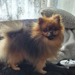 Ken - Pomeranian