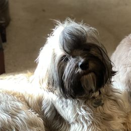 Maggie - Havanese