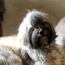 Maggie - Havanese