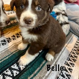 Belle - Red tri-color female Australian Shepherd puppy in Witter, Arkansas from Mountainside Aussies
