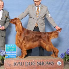 Booboo - Irish Setter
