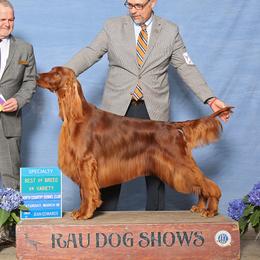 Booboo - Irish Setter