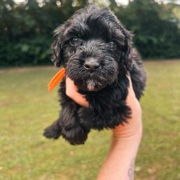 Orange Collar - Black female Goldendoodle puppy in Richmond, Kentucky from The Doting Doodle
