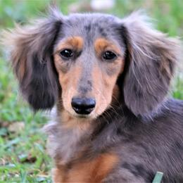 Sky - Dachshund