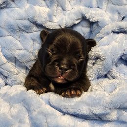 French Bulldog Puppies from Honey Hole Frenchies