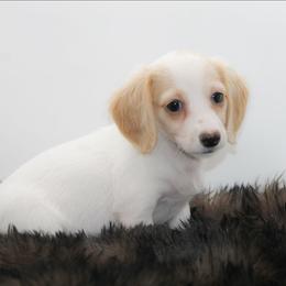 Female 2 - Piebald female Dachshund puppy in Childress, Texas from Taylor Farms