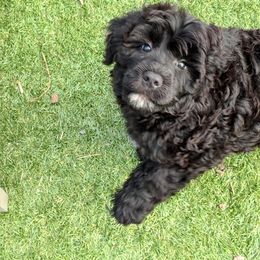 Portuguese Water Dog Puppies from Water's Edge Portuguese Water Dogs