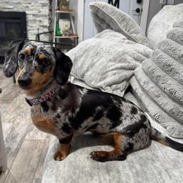 Roxy Rose - Dachshund