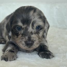 Indigo - Dapple male Dachshund puppy in Bentonville, Arkansas from Boujee Buns Dachshunds