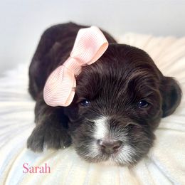 Sarah - Chocolate female Australian Labradoodle puppy in Ponchatoula, Louisiana from Cajun Land Doodles