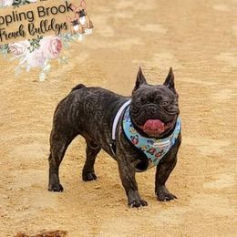 Wonka - French Bulldog