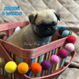 Keanu - Fawn male Pug puppy in Summerville, Georgia from Pearly’s Pugs & Pollywog Poodles