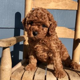Cavapoo and Shichon Puppies from Paige Haldeman's Cavapoos and Shichons