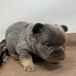 Ares - Liver male French Bulldog puppy in Amarillo, Texas from Bomb City Bulldogs