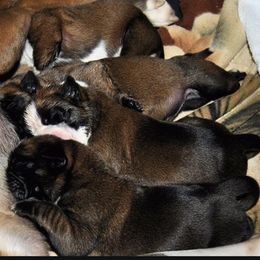 Boxer Puppies from Von Royal Dell'Infinite Deutscher