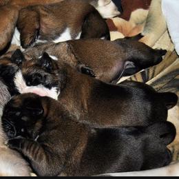 Boxer Puppies from Von Royal Dell'Infinite Deutscher