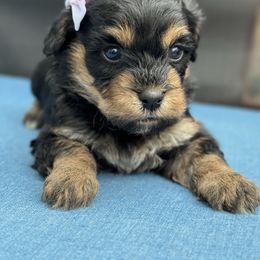 Almond - Black and tan brindle male Havapoo puppy in Loveland, Colorado from Littledoodles2love