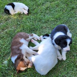 Border Collies from Bar YK Border Collies