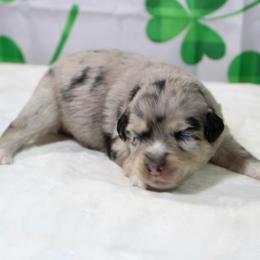 Petunia - Blue merle female Miniature Australian Shepherd puppy in Bauxite, Arkansas from J and B Mini Aussies
