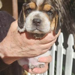 Girl 3 - Brown white and tan female Beagle puppy in Santa Margarita, California from S&R Ranch