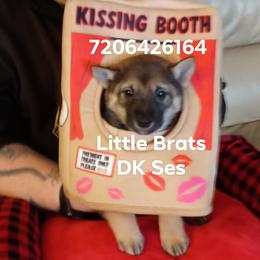 Kris Sesame - Sesame male Shiba Inu puppy in Colorado Springs, Colorado from Little Brats