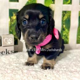 Emery - Black and cream female Dachshund puppy in Lakeland, Florida from Ruthie’s Rich Mini Dachshunds