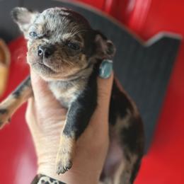 Honeydew - Merle female Chihuahua puppy in Beckemeyer, Illinois from Guardian’s of the Chihuahuas