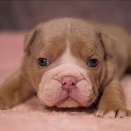 Female 2 - Lilac tri-color female Bulldog puppy in Warsaw, New York from Hillview Kennels