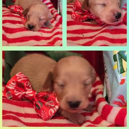 Creamy - Cream male Dachshund puppy in Rutherfordton, North Carolina from Knock Out Doxie’s
