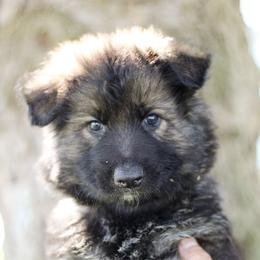 Ross (Green Collar) - Sable male German Shepherd puppy in Mason, Michigan from Sweet Breeze Acres