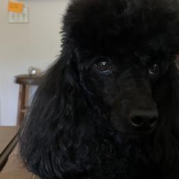 Jetta - Poodle
