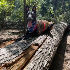 Belgian Malinois All Grown Up from E-Quality Kennels