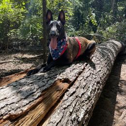 Belgian Malinois All Grown Up from E-Quality Kennels