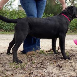 Labrador Retriever Puppies from A. Hansen Labradors