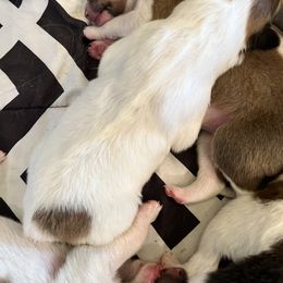 Girl 1 - Collie puppy in Canyon, Texas from Flying W Collies