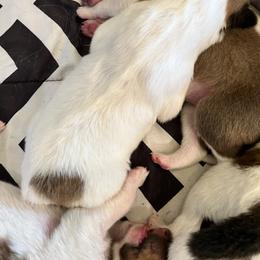Girl 1 - Collie puppy in Canyon, Texas from Flying W Collies