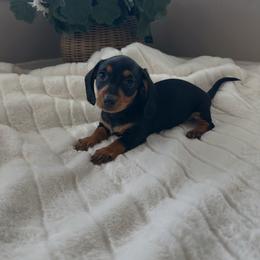 Cecilia - Black and tan female Dachshund puppy in San Diego, California from Enchanted little dachshunds