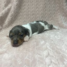 Opal - Piebald female Dachshund puppy in Richmond, Virginia from Paw Prints
