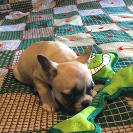 Boston Terrier and French Bulldog Puppies from High Plains
