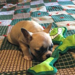 Boston Terrier and French Bulldog Puppies from High Plains